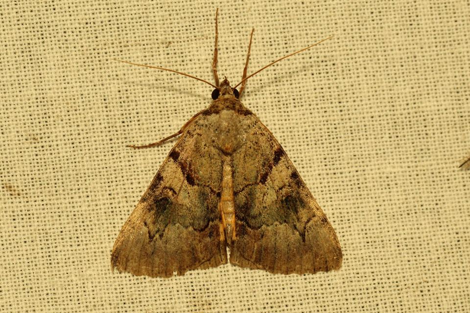 Catocala hymenaea - kökény-övesbagoly