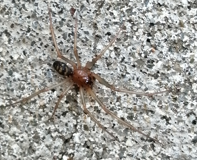 Steatoda grossa - nagy faggyúpók