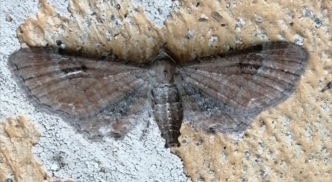 Eupithecia simpliciata - kerekszárnyú törpearaszoló