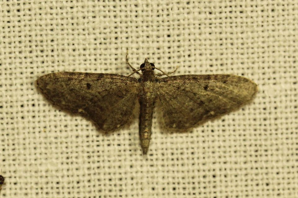 Eupithecia virgaureata - aranyvessző-törpearaszoló