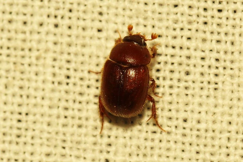 Ochodaeus chrysomeloides - alkonyati homoktúróbogár Ochodaeus chrysomeloides - alkonyati homoktúróbogár