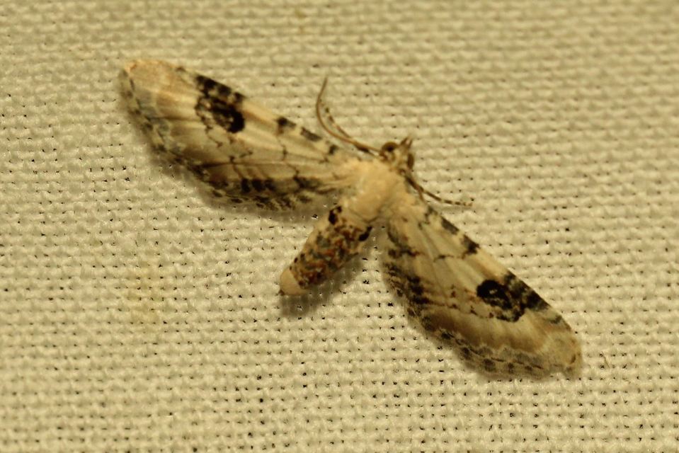 Eupithecia centaureata - búzavirág-törpearaszoló