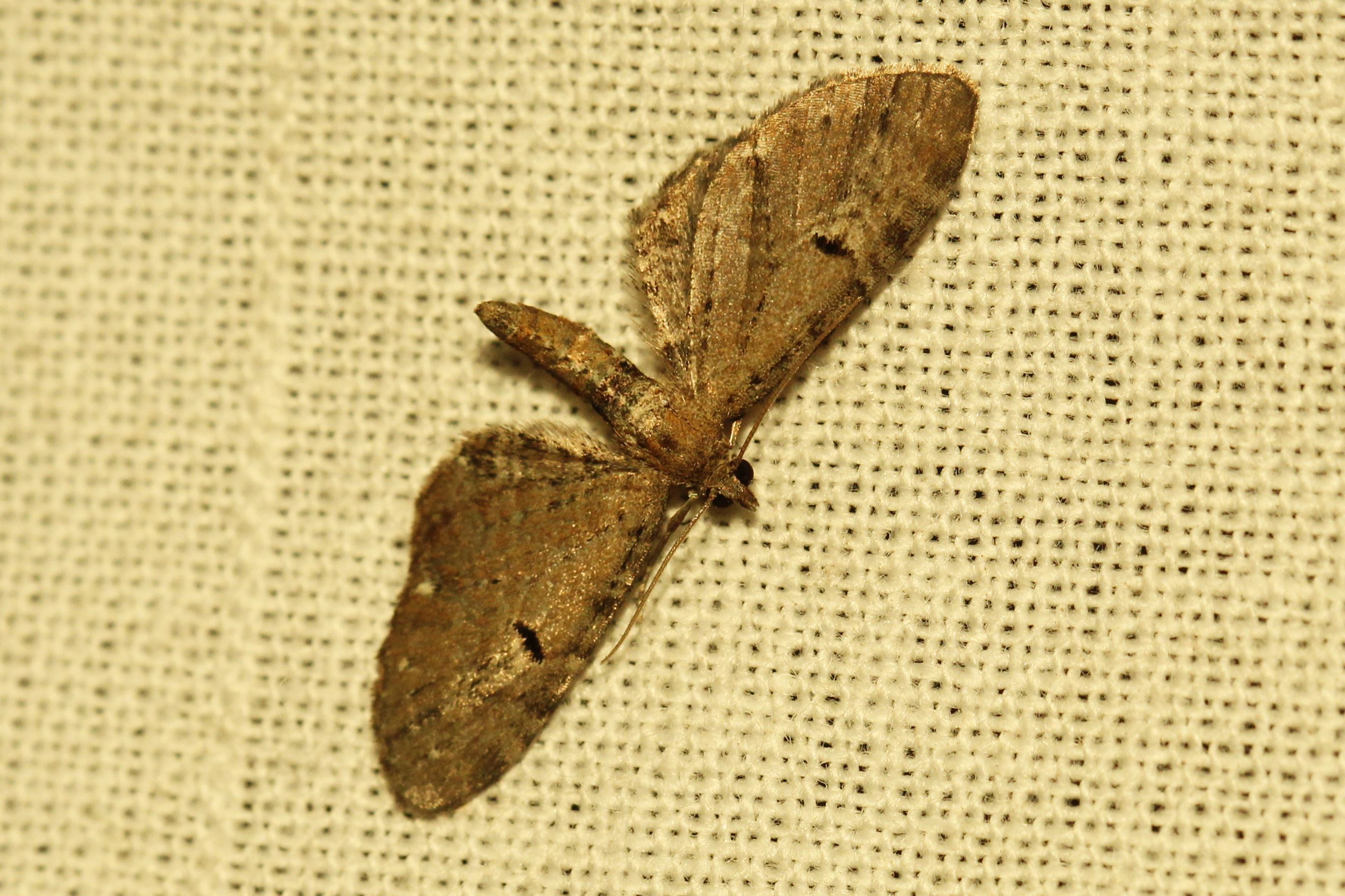Eupithecia tripunctaria - fehérpontos törpearaszoló