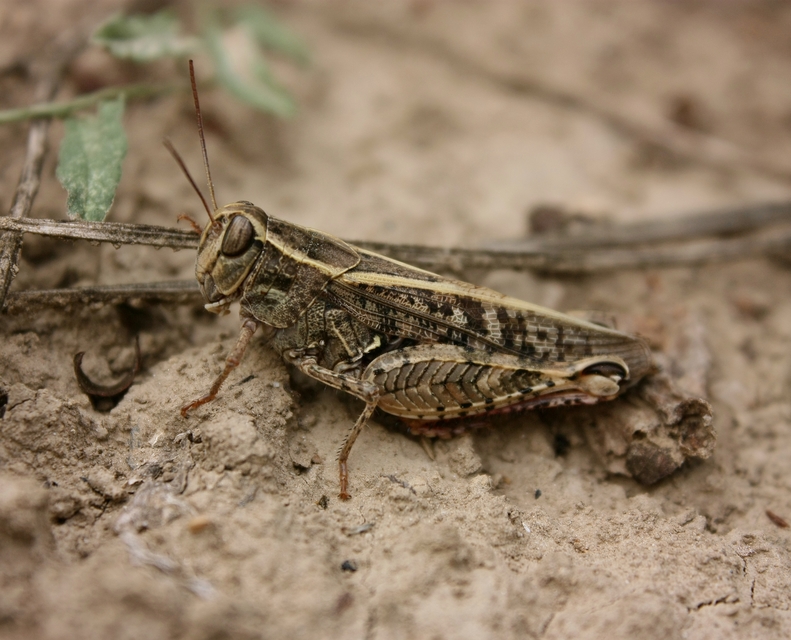 Calliptamus italicus - olaszsáska