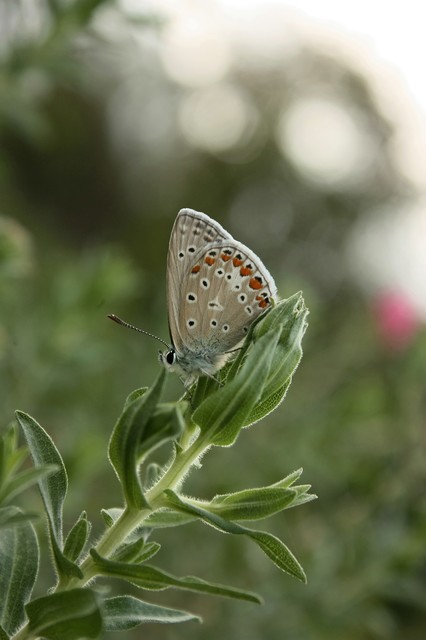 Polyommatus icarus - közönséges boglárka