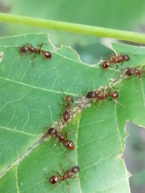 Myrmica