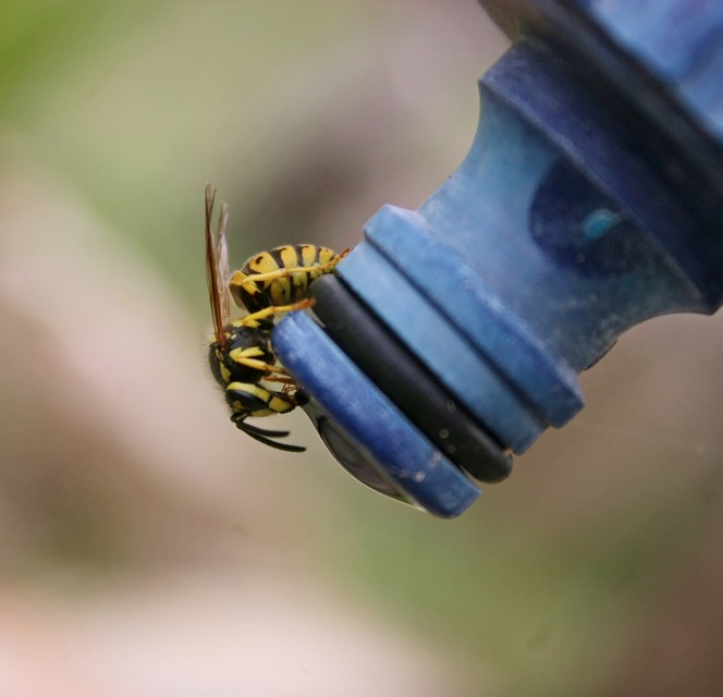 Vespula