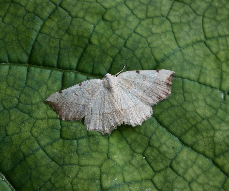 Eilicrinia trinotata - háromjegyű araszoló