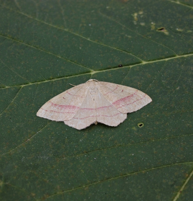 Rhodostrophia vibicaria - pirosszélű araszoló