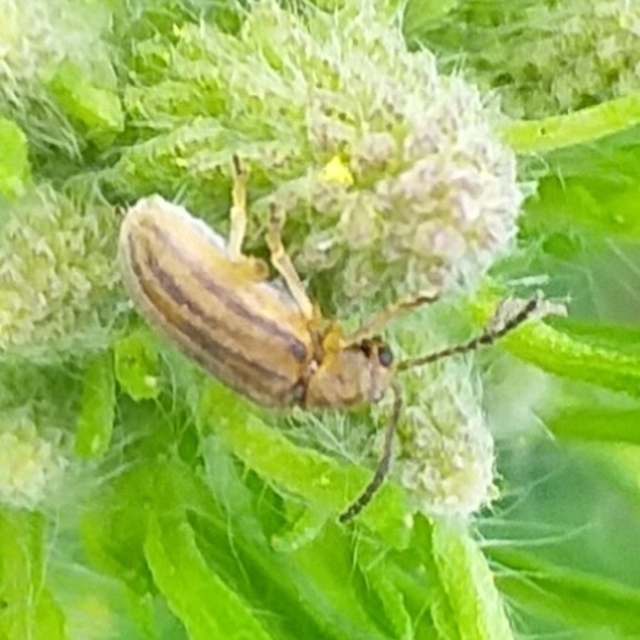 Ophraella communa - parlagfű-olajosbogár
