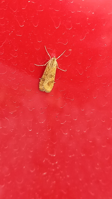 Nomophila noctuella - közönséges vándormoly