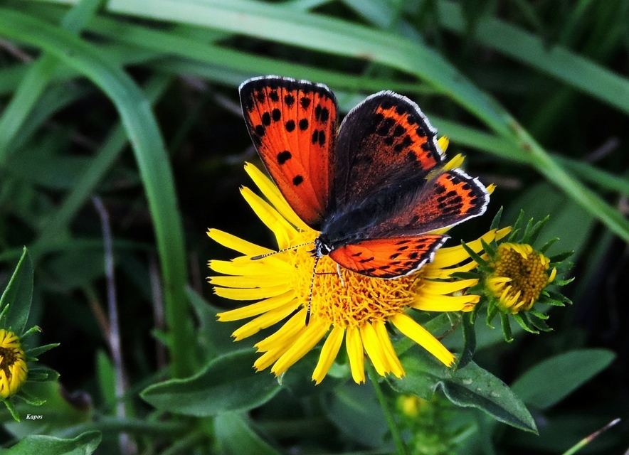 Lycaena thersamon - kis tűzlepke