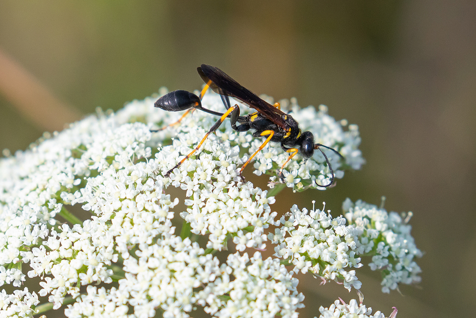 Sceliphron caementarium - feketenyelű lopódarázs