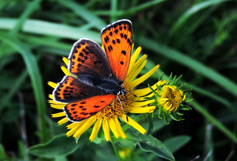 Lycaena thersamon - kis tűzlepke