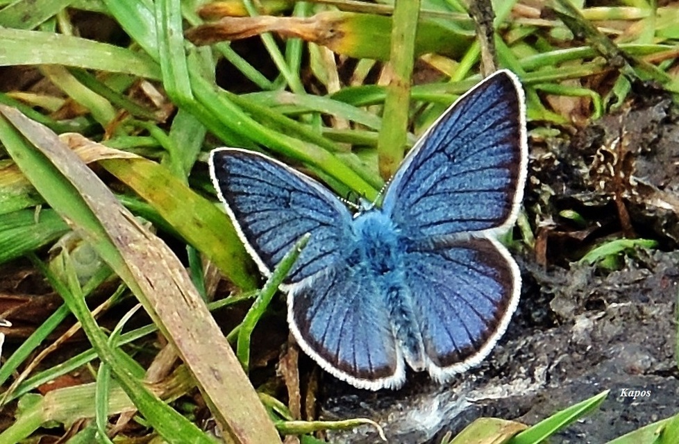 Cyaniris semiargus - aprószemes boglárka