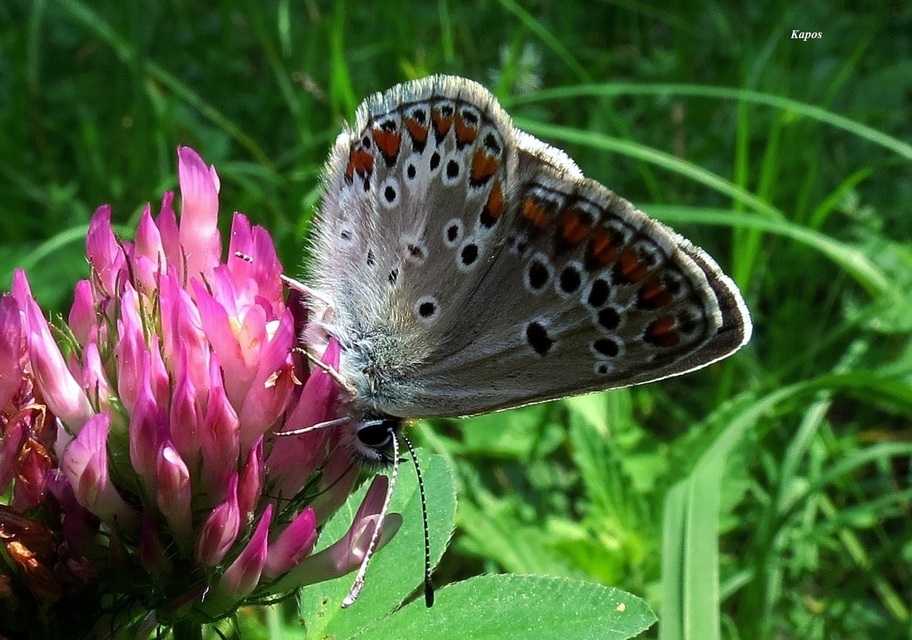 Aricia artaxerxes issekutzi - bükki szerecsenboglárka