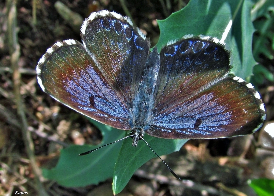 Scolitantides orion - szemes boglárka