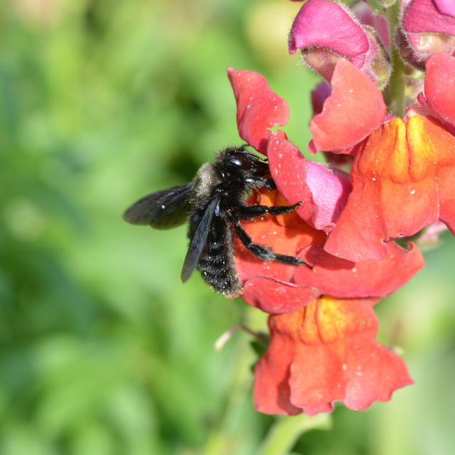 Xylocopa violacea - kék fadongó