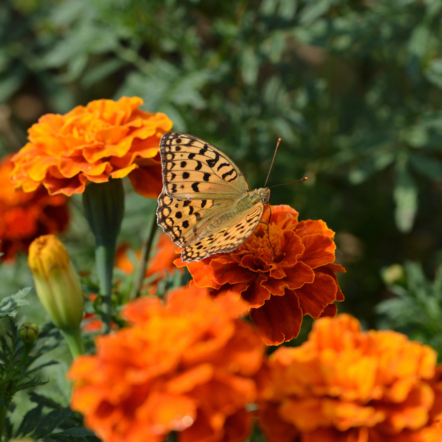 Argynnis adippe - ezüstös gyöngyházlepke