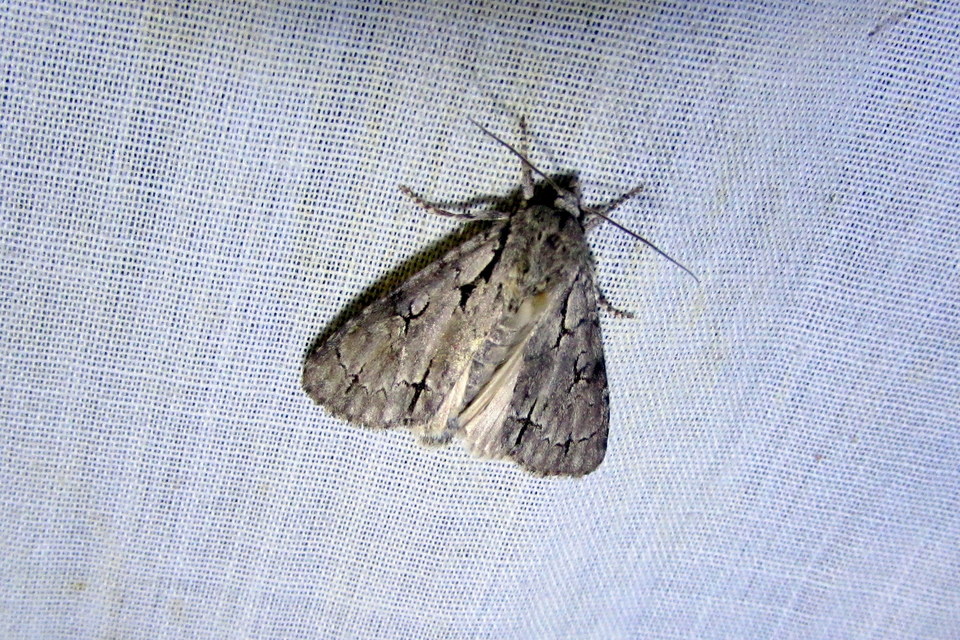Acronicta psi - pszi-betűs szigonyosbagoly