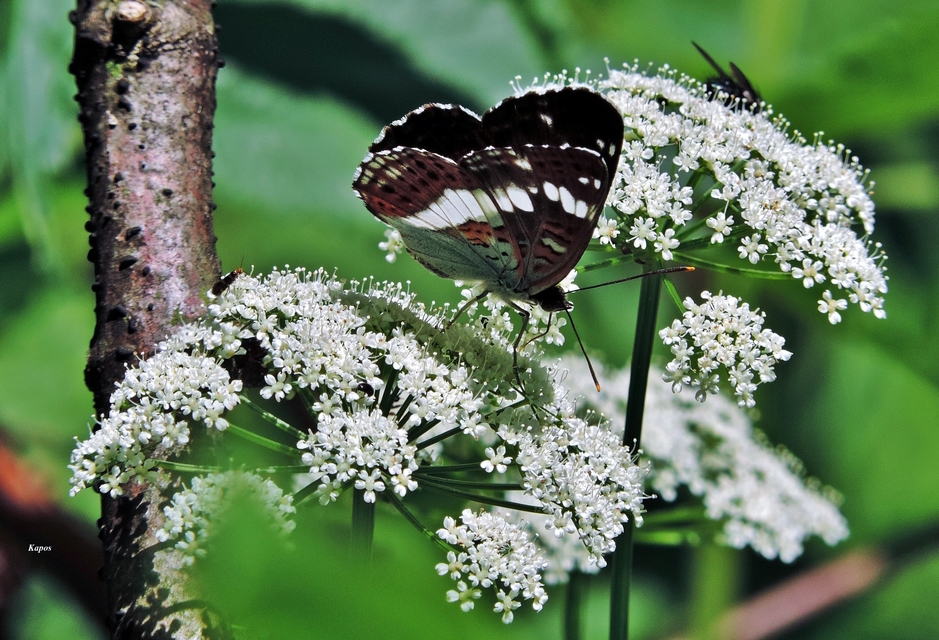 Limenitis camilla - kis lonclepke