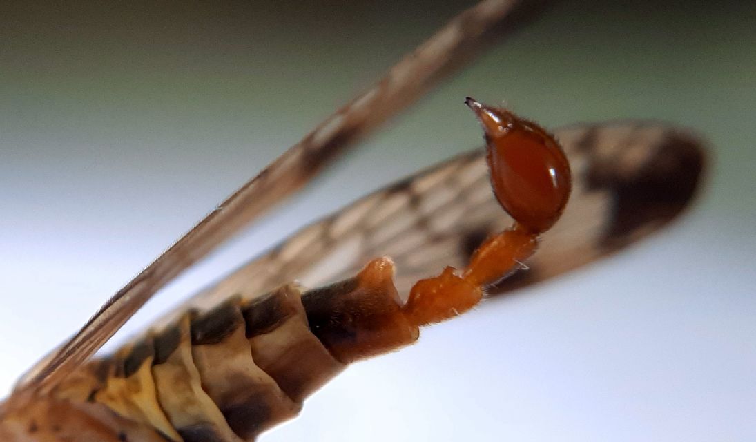 Panorpa cognata