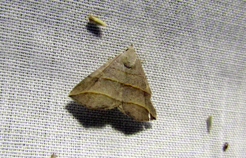 Colobochyla salicalis - háromsávos törpebagoly