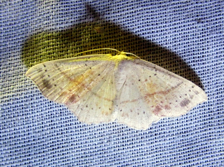 Cyclophora punctaria - sávos pettyesaraszoló