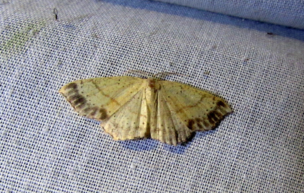 Cyclophora ruficiliaria - vörösrojtú pettyesaraszoló