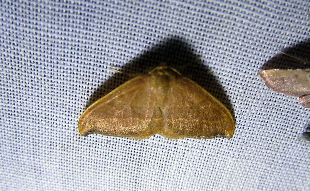 Watsonalla cultraria - bükkfa-sarlósszövő