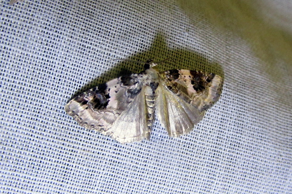 Pseudeustrotia candidula - fehéres apróbagoly