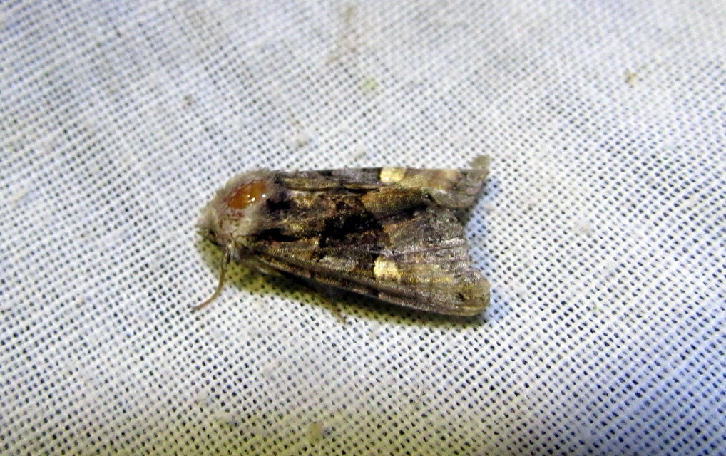 Euplexia lucipara - szeder-csipkésbagoly