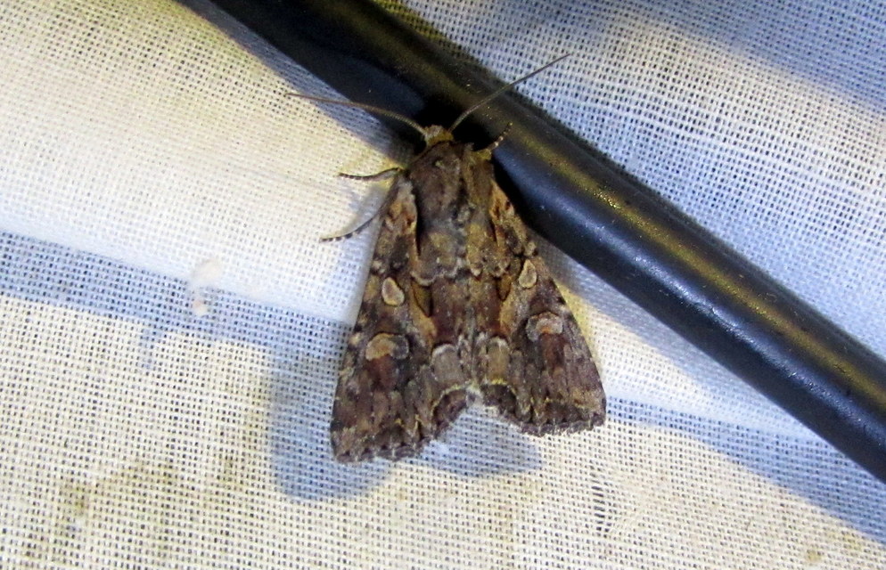 Lacanobia thalassina - borbolya-kertibagoly