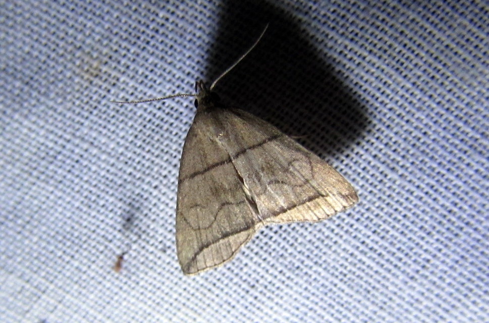 Herminia grisealis - ligeti karcsúbagoly