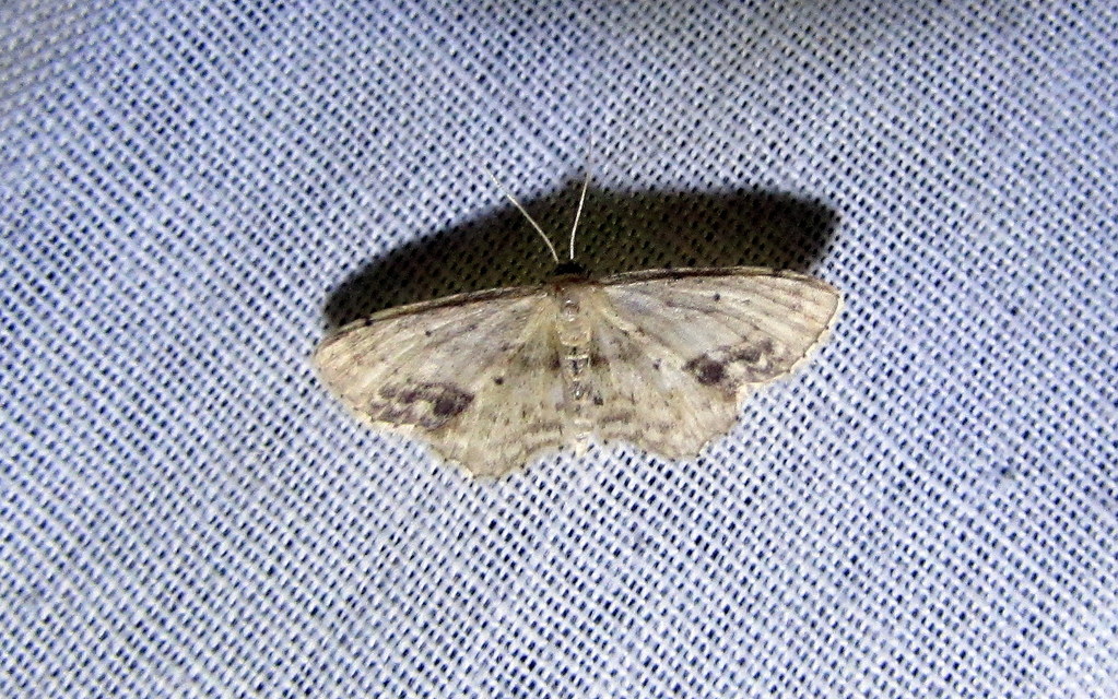 Idaea dimidiata - gyakori apróaraszoló