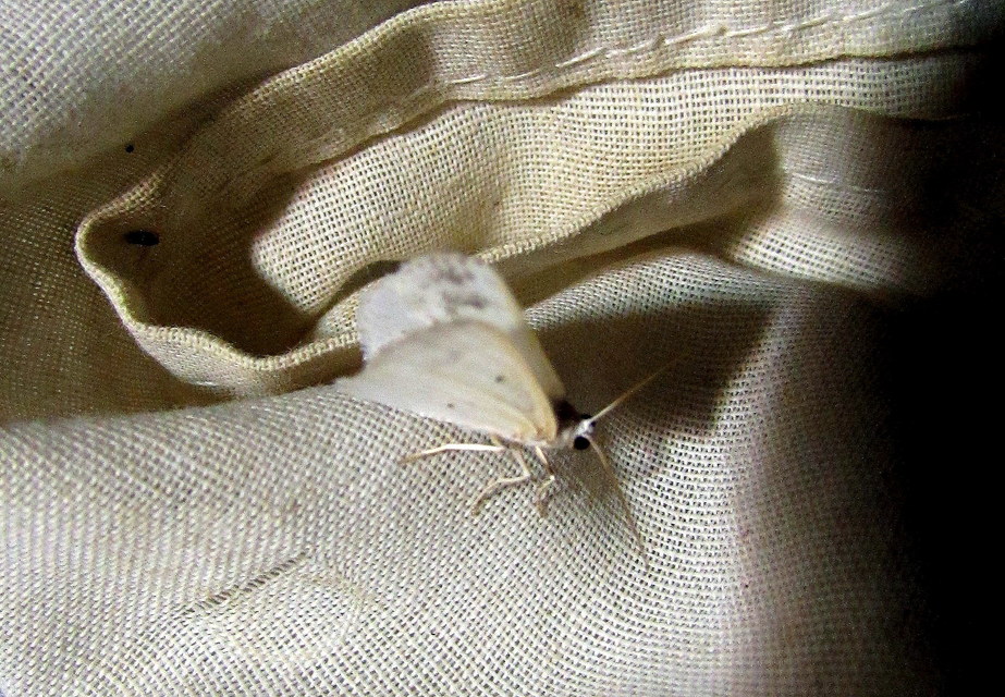 Lomographa temerata - foltos fehéraraszoló