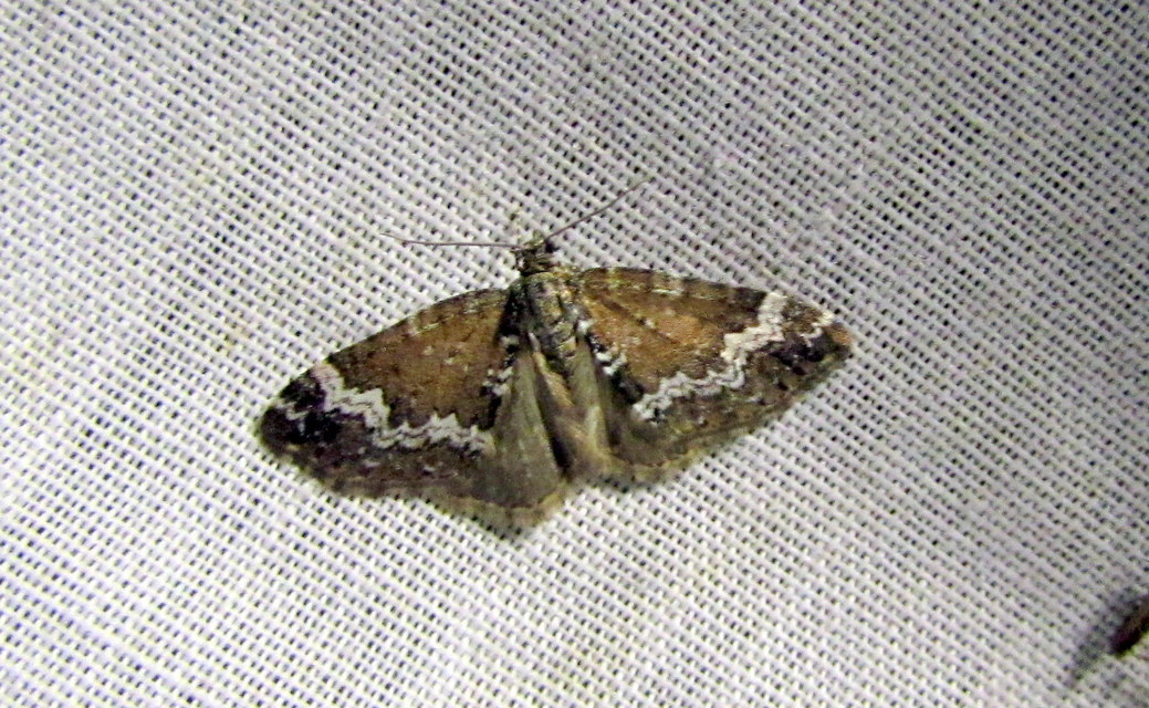 Perizoma alchemillata - árvacsalán-araszoló