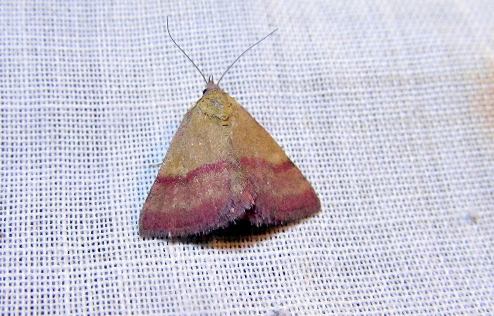 Phytometra viridaria - pirossávos bagoly