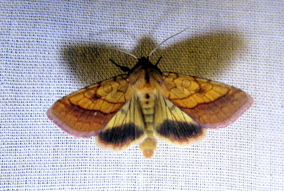 Pyrrhia umbra - iglicebagoly
