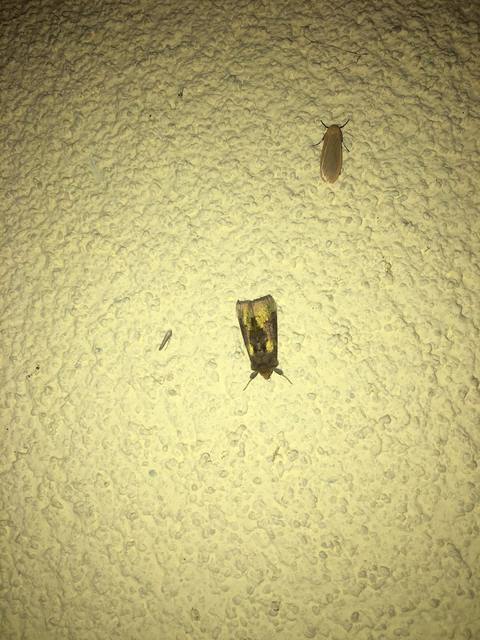 Diachrysia chrysitis - aranybagoly
