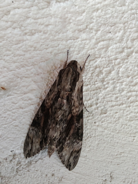 Agrius convolvuli - szulákszender