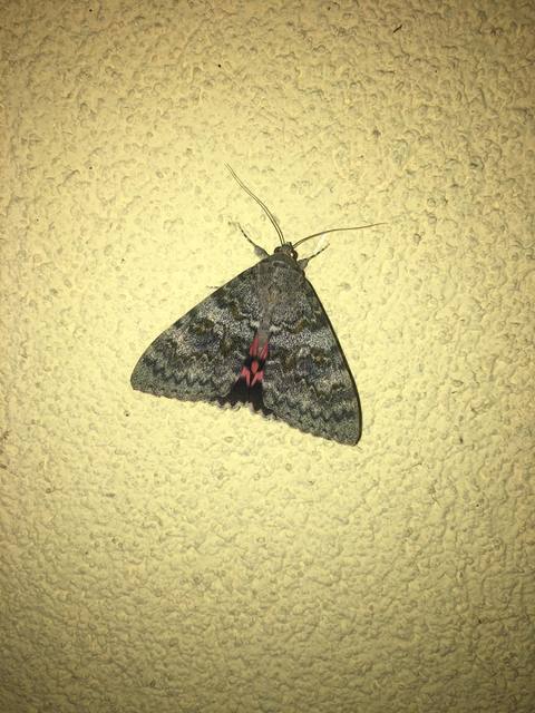 Catocala elocata - közönséges övesbagoly
