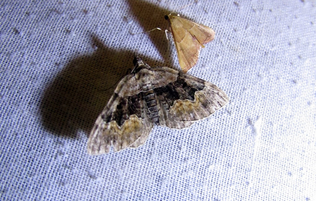 Xanthorhoe quadrifasiata - négysávos tarkaaraszoló