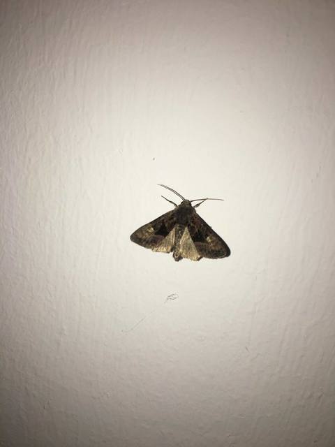 Euplexia lucipara - szeder-csipkésbagoly
