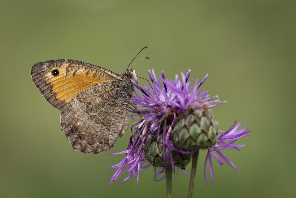 Arethusana arethusa - közönséges szemeslepke