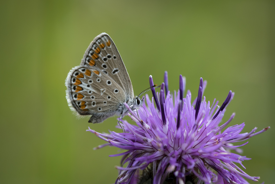 Polyommatus thersites - ibolyaszín boglárka