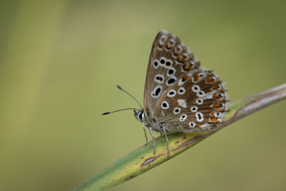 Polyommatus coridon - ezüstkék boglárka