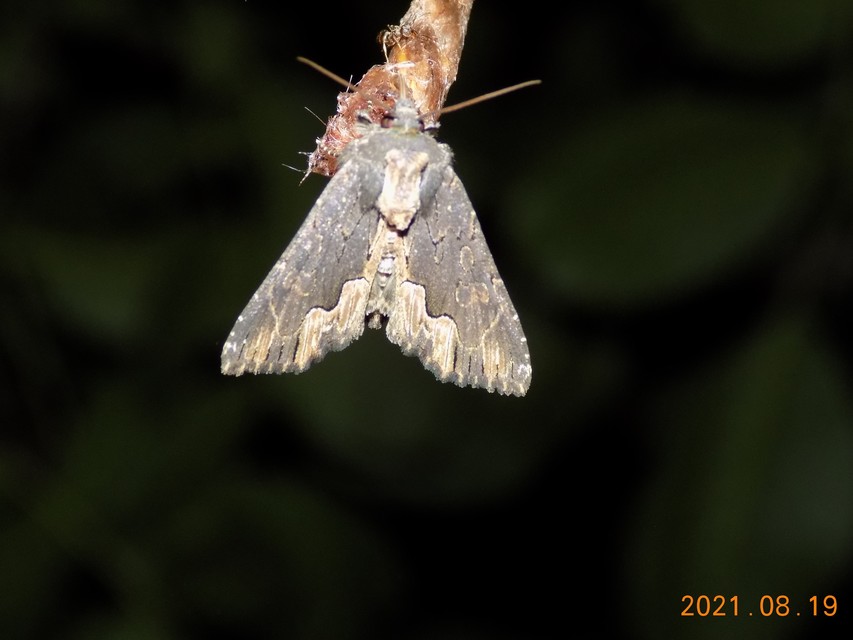 Dypterygia scabriuscula - szurokbarna nyáribagoly