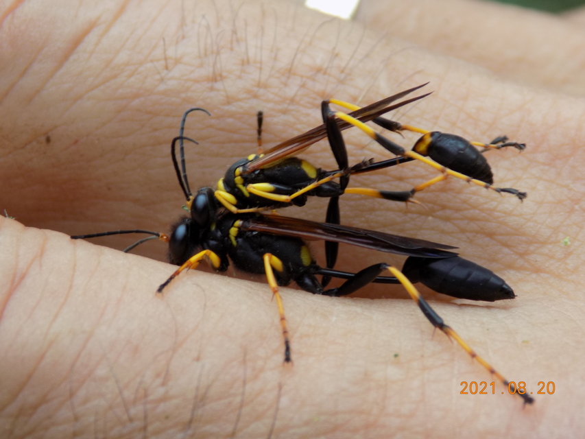 Sceliphron caementarium - feketenyelű lopódarázs