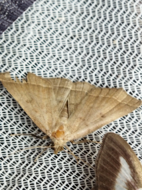 Pechipogo plumigeralis - tollascsápú karcsúbagoly